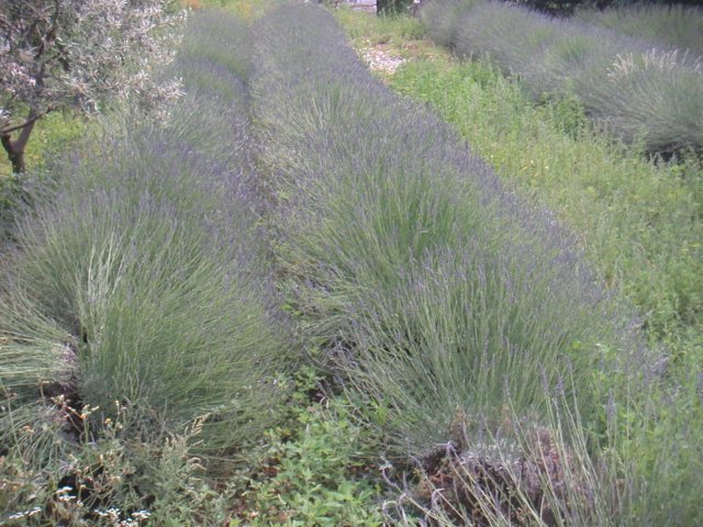 pict0014.jpg
