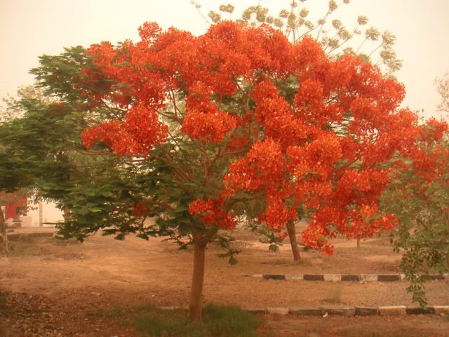 pict0055b.jpg