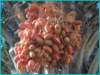 pict0148_small.jpg